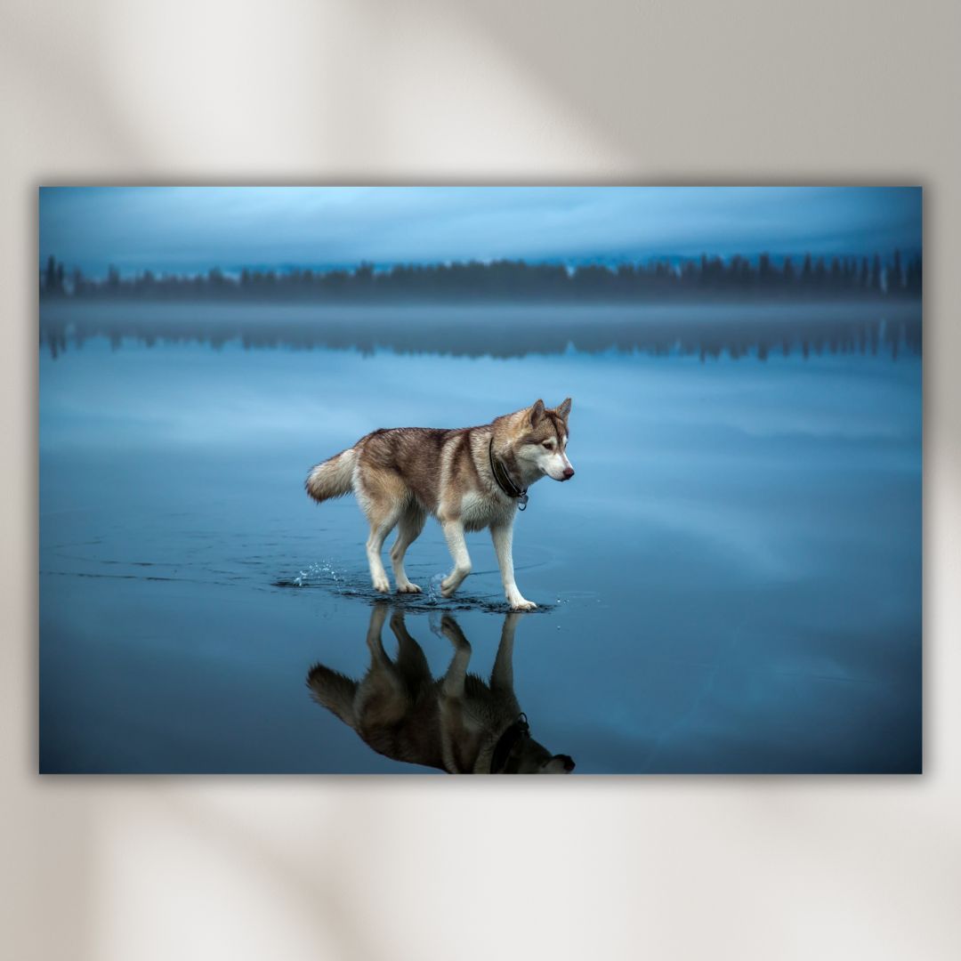 Canvas slike Vuk